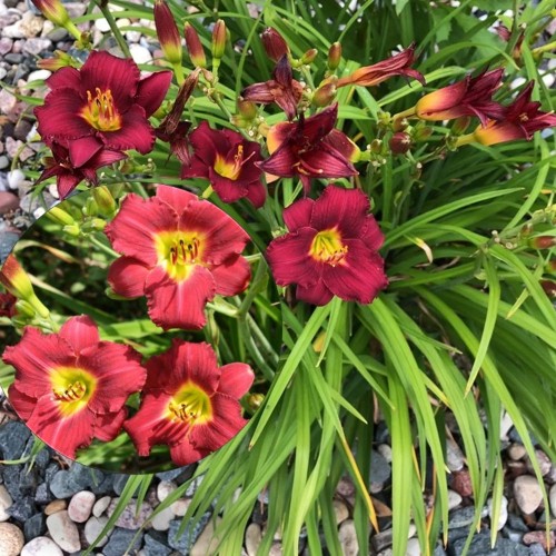Hemerocallis 'Pardon Me' - Päevaliilia 'Pardon Me' P9/0,55L